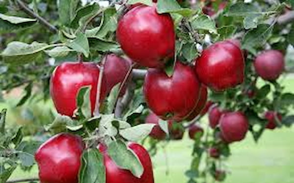 خرید و قیمت سیب قرمز اصفهان + فروش صادراتی 3
